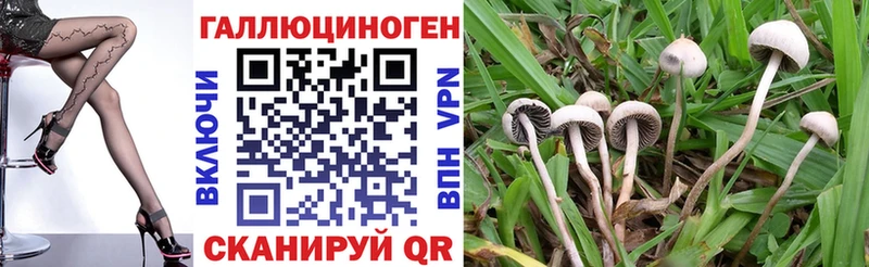 купить наркотики сайты  Нальчик  Галлюциногенные грибы Cubensis 